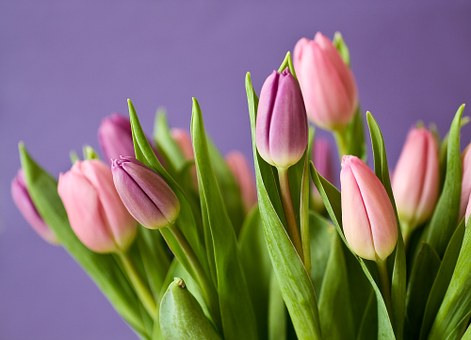 Ilustracja do artykułu tulipany.jpg