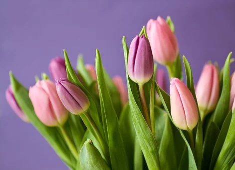 Ilustracja do artykułu tulipany 3.webp