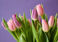 bukiet tulipanów..jpg